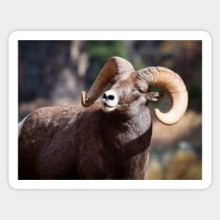 Bighorn Sheep Sticker